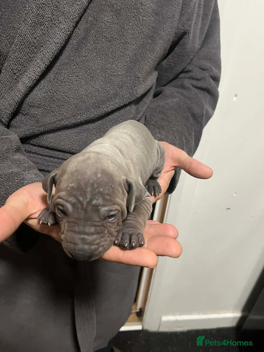 Thai Ridgeback dogs for sale: (New pictures)Thai Ridgeback puppy’s 🏆 - Advert 13