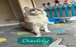 Ragdoll cats for sale: 🐾 Ragdoll Kittens Ready Soon!🐾 in Bridgwater - Image 8