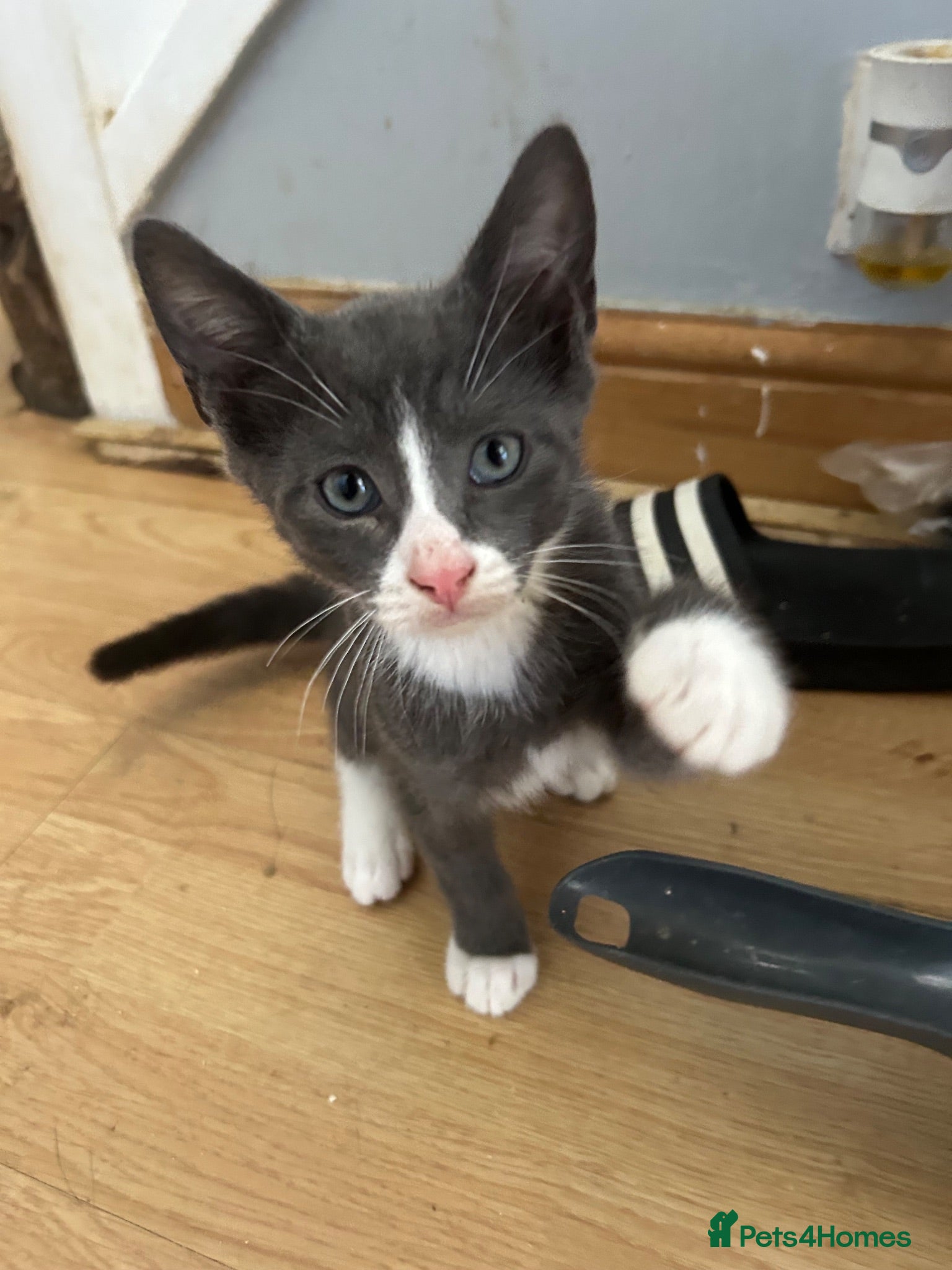 Mixed Breed cats 2 beautiful boy kittens  - Advert 2