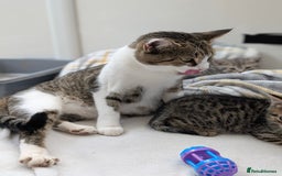 Mixed Breed cats for sale: Dottie  - Image 2