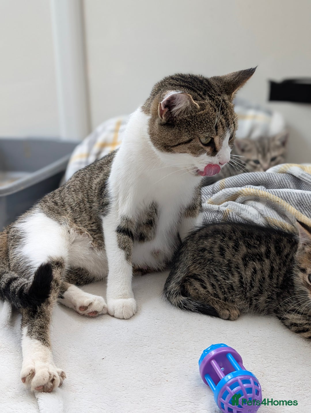 Mixed Breed cats for sale: Dottie  - Image 2