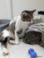 Mixed Breed cats Dottie - Advert 12