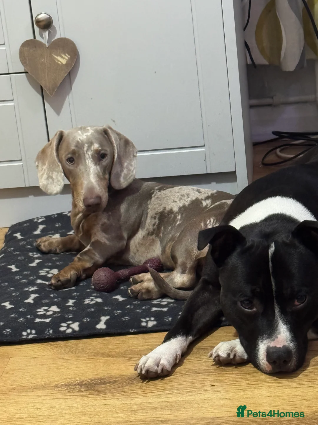 Dachshund dogs for sale: Male dachshund  in Northwich - Advert 6