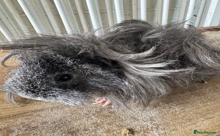 Guinea Pig rodents - Advert 2