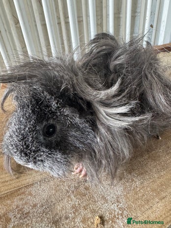 Guinea Pig rodents - Advert 2