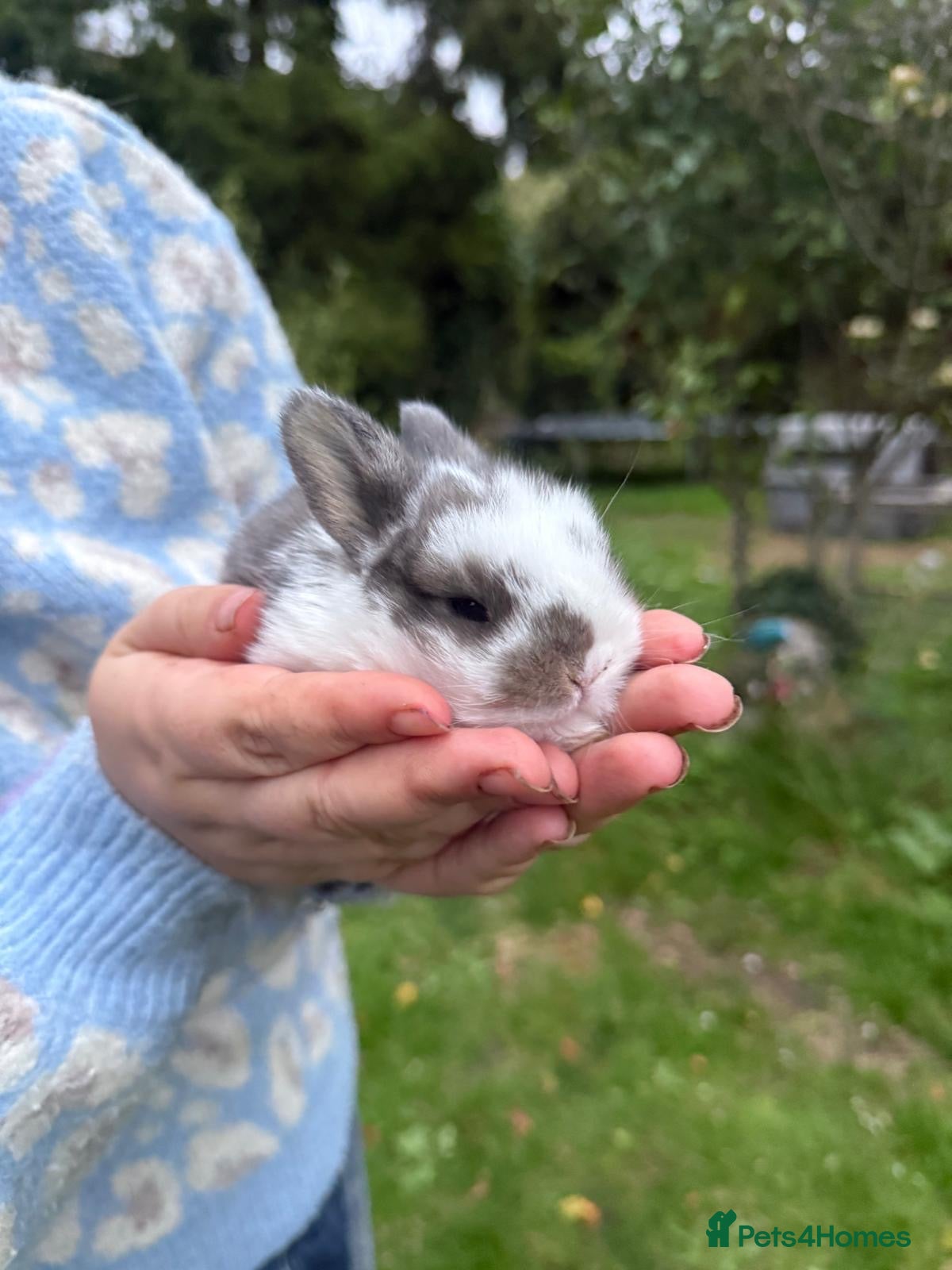 English Lop rabbits Beautiful lop babies ready in 2 weeks - Advert 1