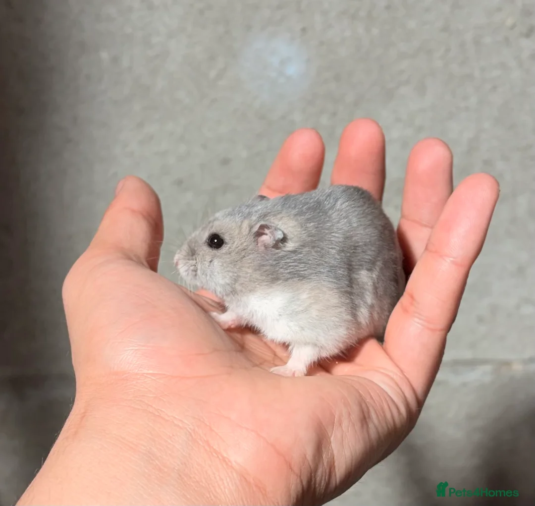 Hamster rodents for sale: OLDER STUNNING TAME PEDIGREE HAMSTERS - Advert 5