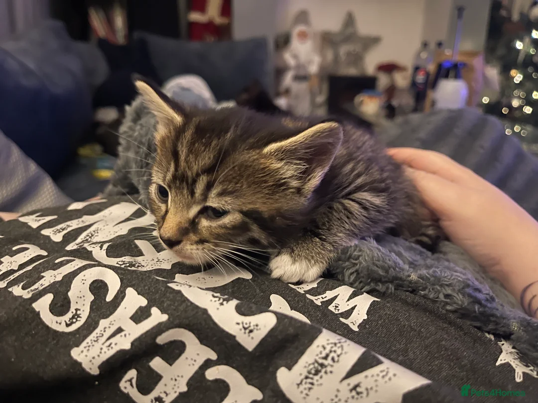 Mixed Breed cats for sale: Beautiful tabby boy - Advert 4