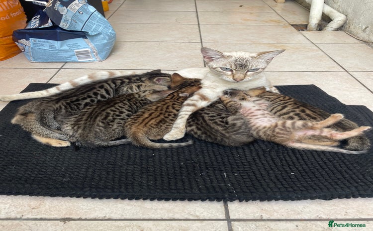 Mixed Breed cats - Advert 8
