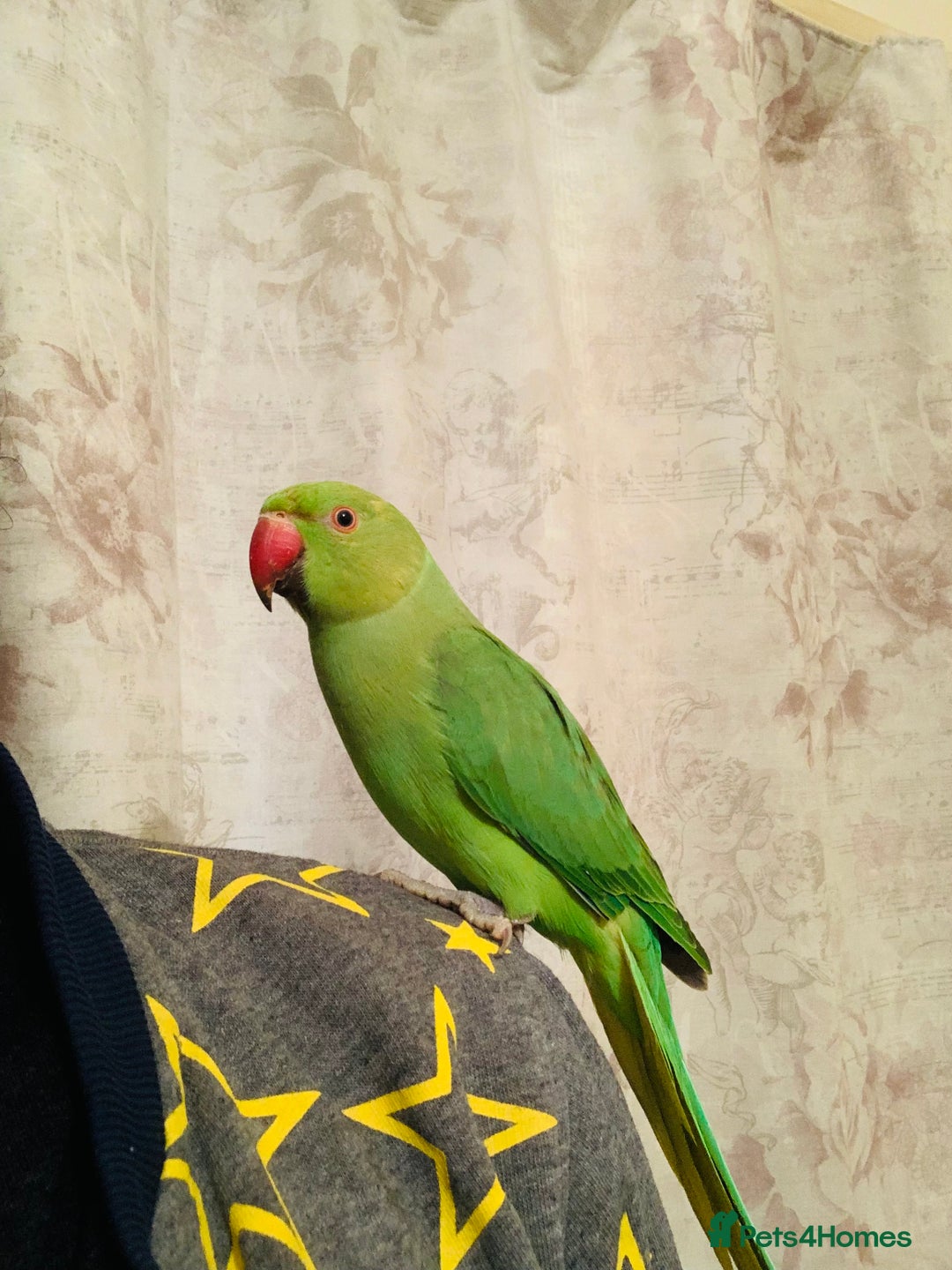 Ringnecks birds for sale: Hand Tamed/Untamed Gorgeous Ringneck for sale - Image 6