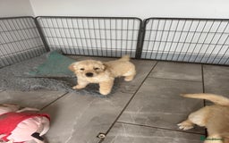 Golden Retriever dogs for sale: Gorgeous Golden Retrievers 8 weeks old H/Tested  - Image 16