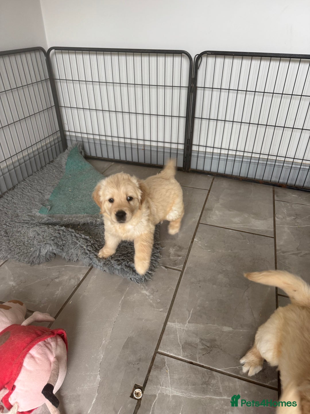Golden Retriever dogs for sale: Gorgeous Golden Retrievers 8 weeks old H/Tested  - Image 16
