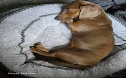 Dachshund dogs for sale: Sausage dog puppies for sale  - Image 10