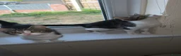 Mixed Breed cats for sale: Three beautiful Female Cats🐾 - Advert 3