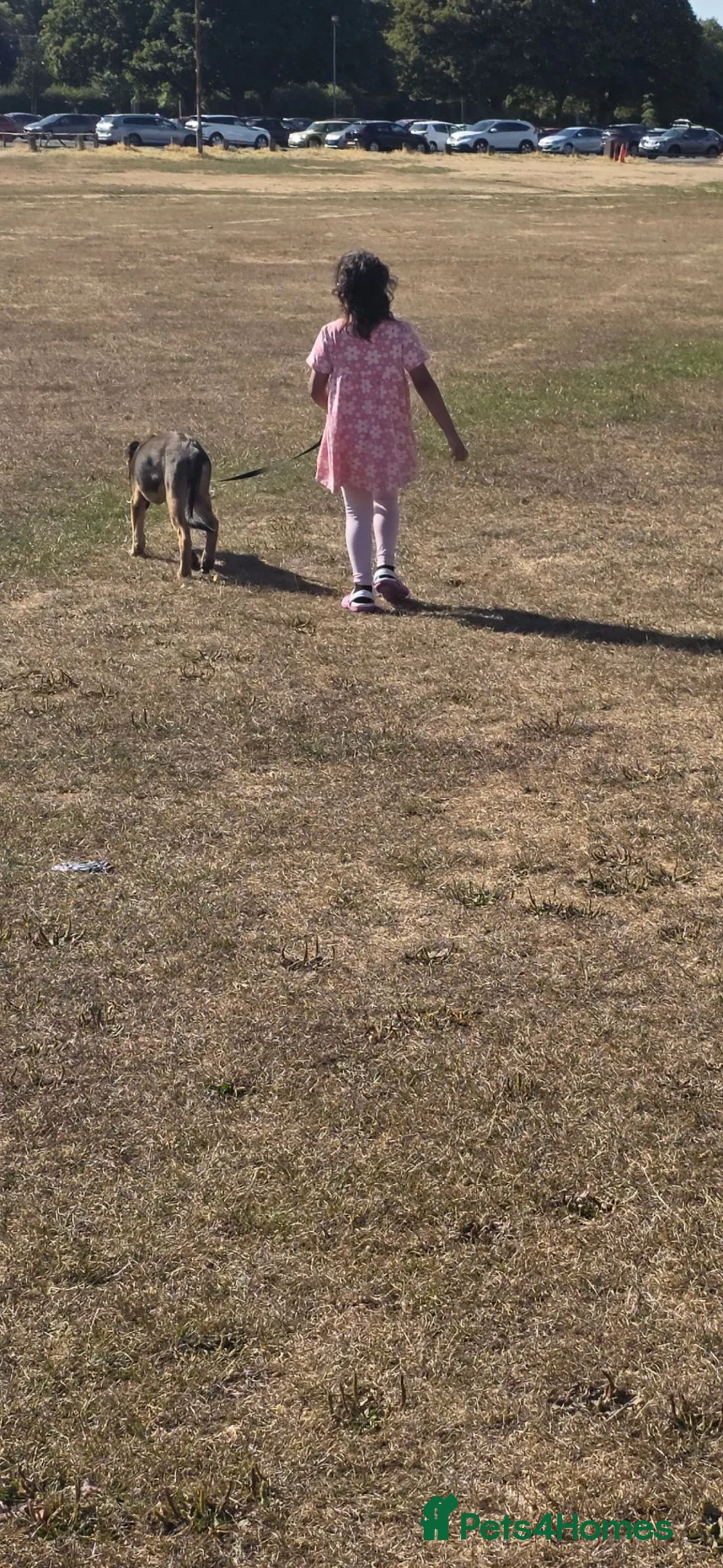 Mixed Breed dogs for sale: German shepard x Belgium malinois  - Advert 2
