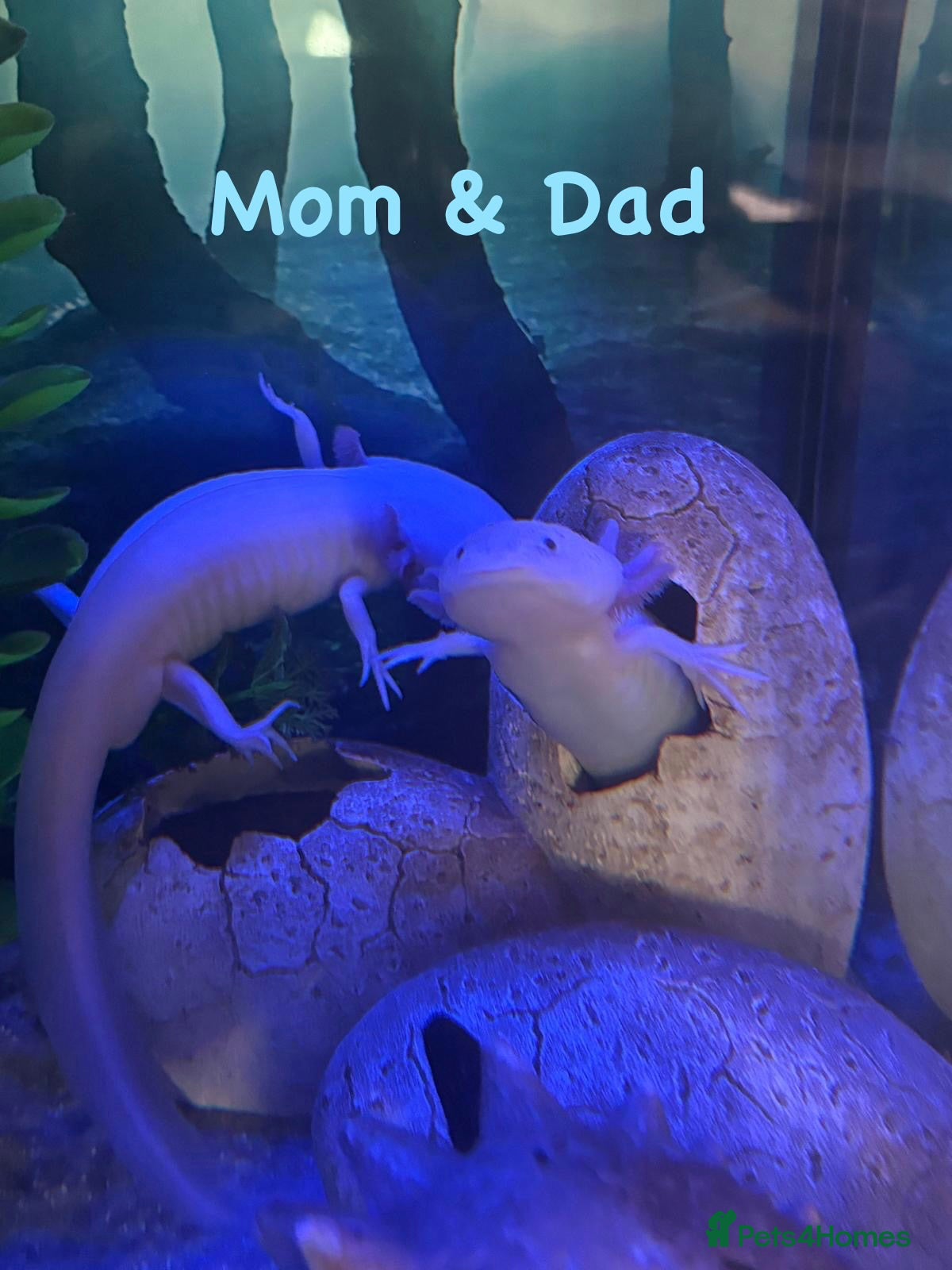 Axolotl reptiles 7 week old baby albino axolotl for sale - Advert 16