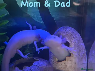 Axolotl reptiles 7 week old baby albino axolotl for sale - Advert 16