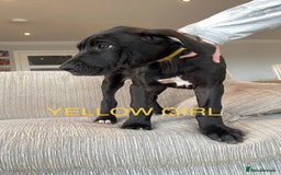 Great Dane dogs for sale: Gorgeous Black/Blue Great Dane Puppies - Image 5