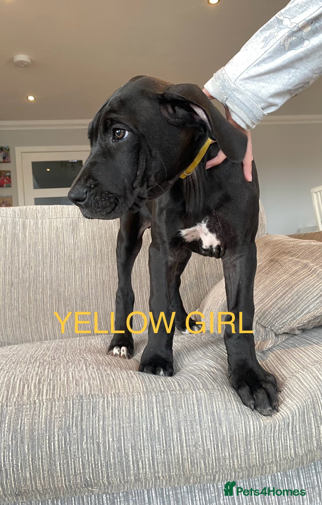 Great Dane dogs for sale: Gorgeous Black/Blue Great Dane Puppies - Image 5