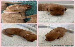 Labrador Retriever dogs for sale: Fox red Labrador Puppies - Image 9