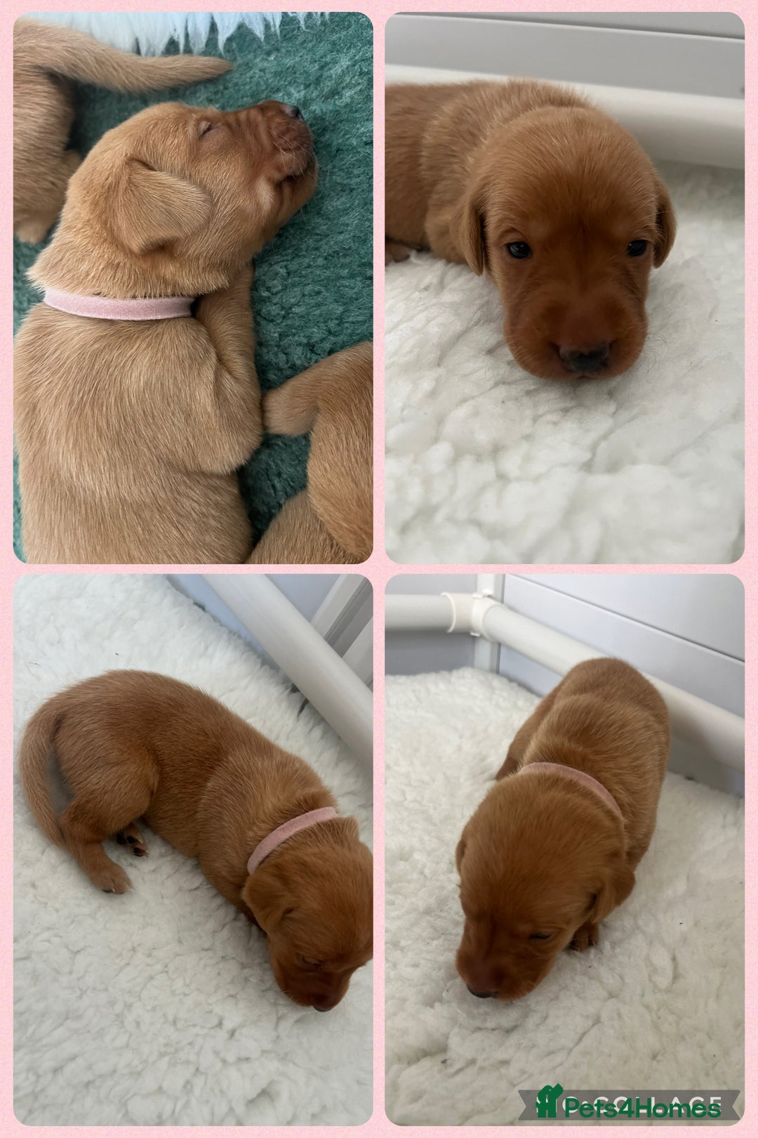 Labrador Retriever dogs for sale: Fox red Labrador Puppies - Image 9