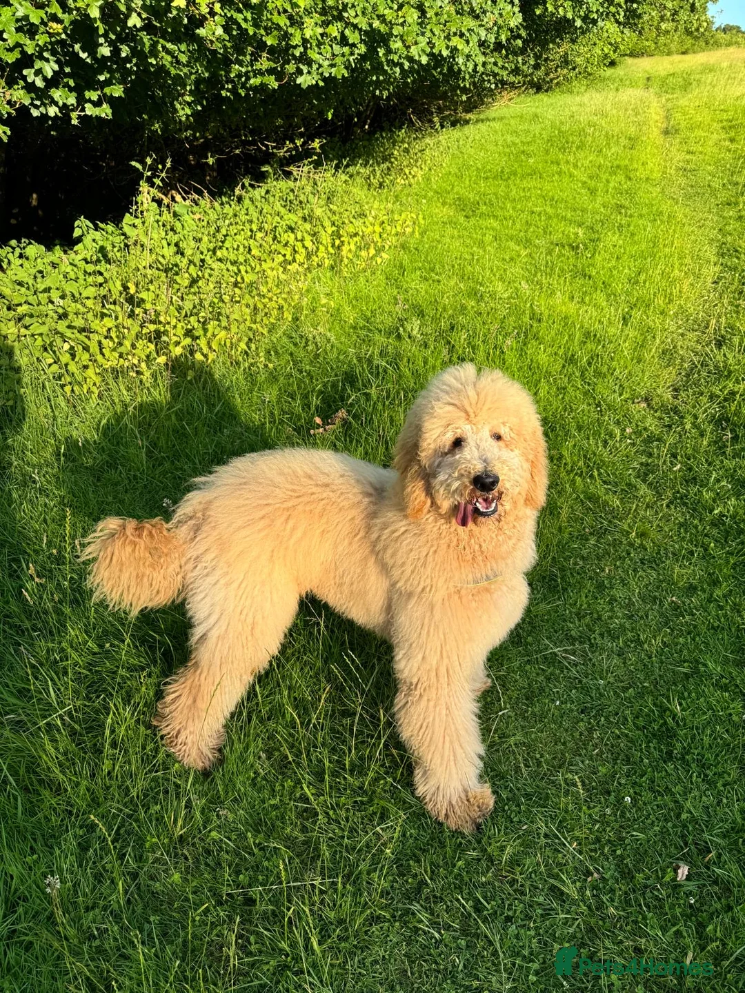 Goldendoodle dogs for stud: Cooper - Proven stud in Haywards Heath - Advert 8