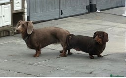 Dachshund dogs for stud:  STUD 💙Miniature dachshund Isabelle long hair - Advert 5