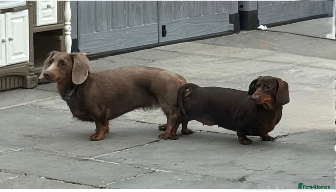 Dachshund dogs for stud:  STUD 💙Miniature dachshund Isabelle long hair - Advert 5