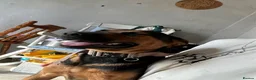 Mixed Breed dogs for sale: Loving 1-Year-Old Shepweiler Female  - Advert 7