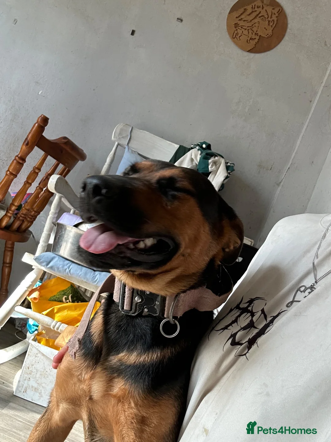 Mixed Breed dogs for sale: Loving 1-Year-Old Shepweiler Female  - Advert 7