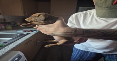Dachshund dogs - Advert 1