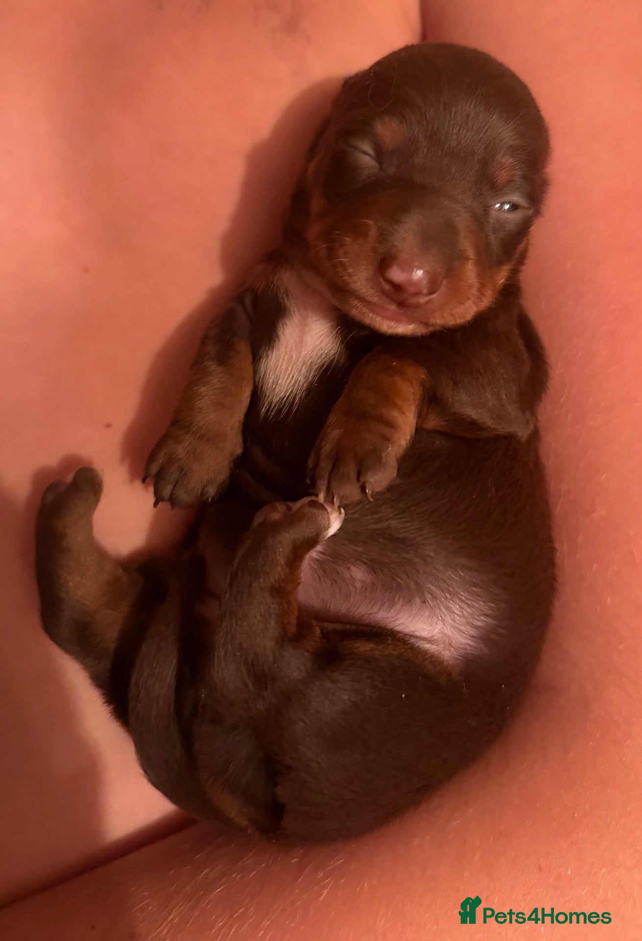 Miniature Dachshund dogs Beautiful Miniature Dachshund Puppies 🐶 - Advert 4