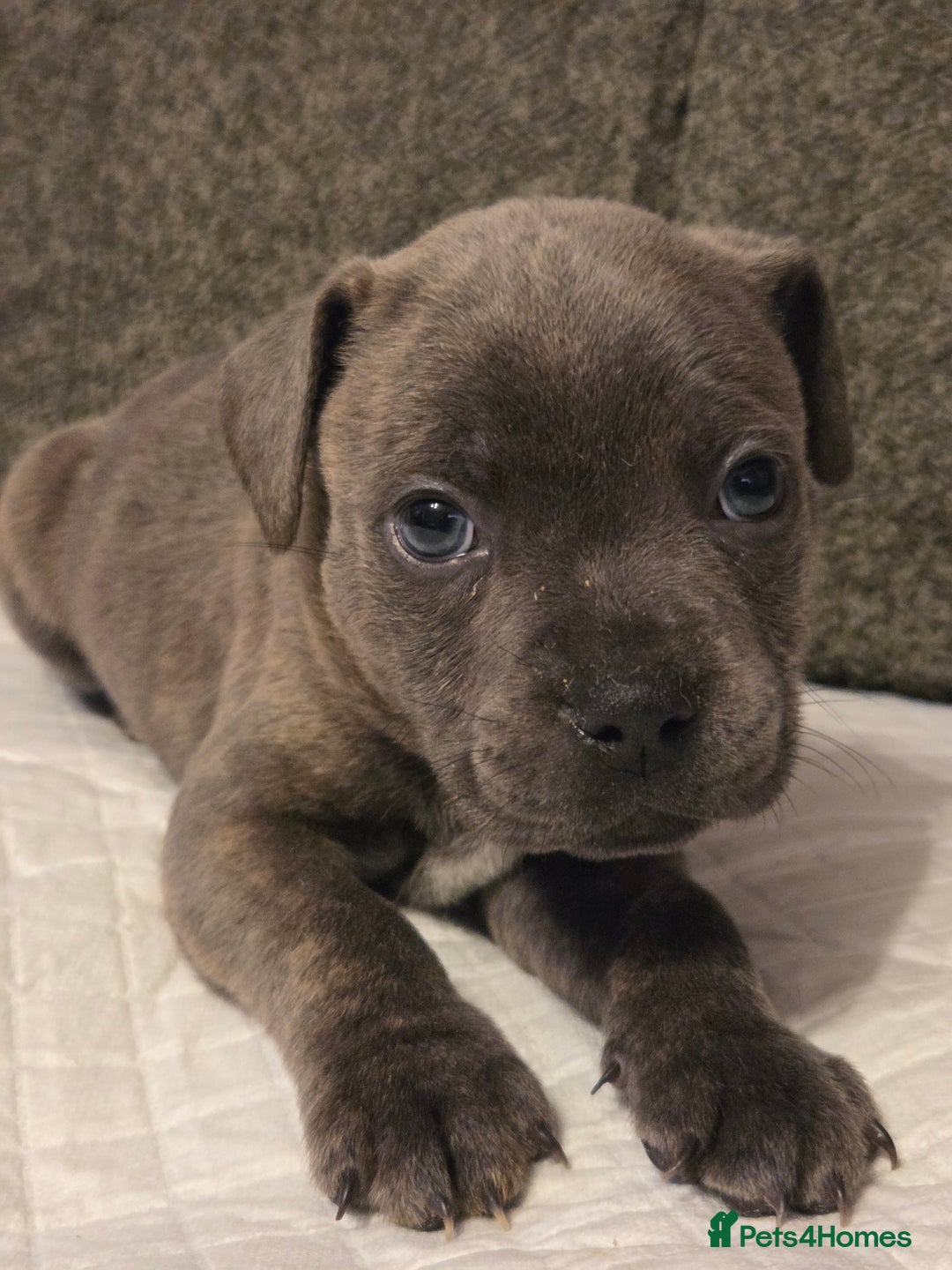 Staffordshire Bull Terrier dogs for sale: Red blue brindle Puppys Staffordshire bull terier  - Advert 12