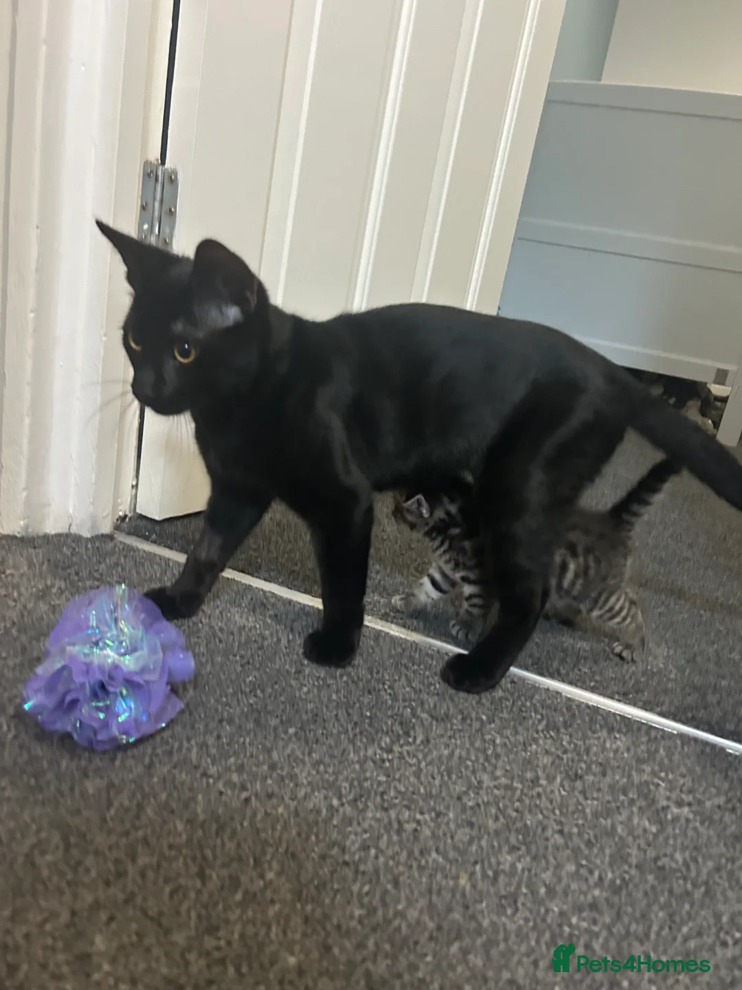 Mixed Breed cats for sale: Beautiful kittens  - Advert 9