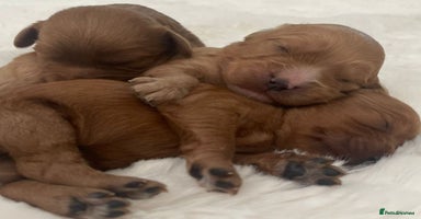 Cavapoo dogs - Advert 5