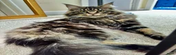 Maine Coon cats for stud: XL Mainecoon For Stud - Advert 4