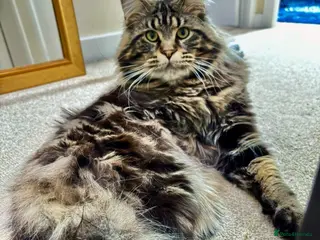 Maine Coon cats XL Mainecoon For Stud - Advert 1