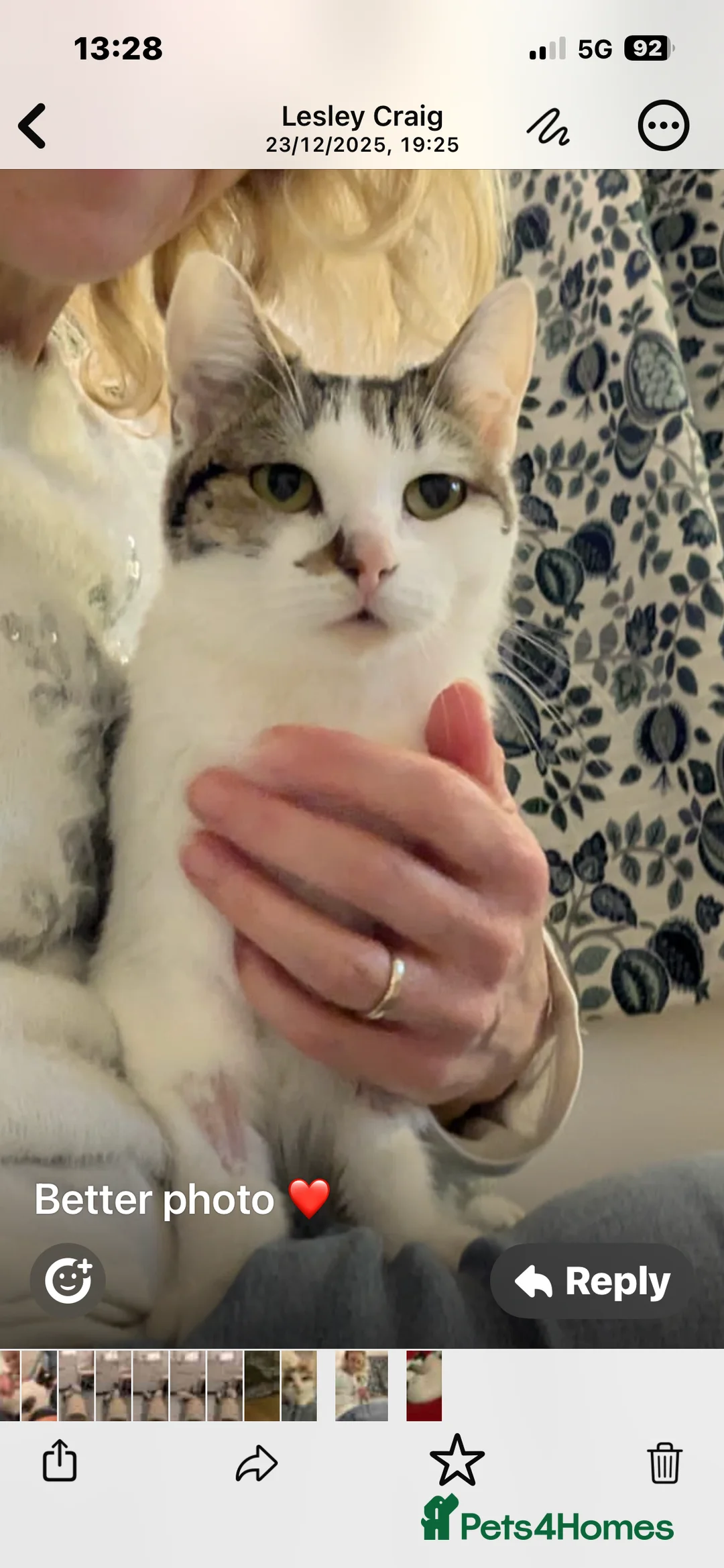 Mixed Breed cats for sale: Two cats - Advert 3