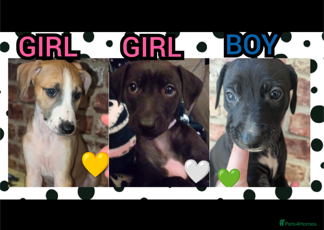 Mixed Breed dogs 8 Beautiful Saluki Whippet mixed-breed fur babies - Advert 6