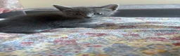 Domestic Shorthair cats for sale: Male Grey Kitten for Sale  - Advert 15