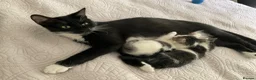 Domestic Shorthair cats for sale: Beautiful kittens ready in 5 weeks - Advert 8