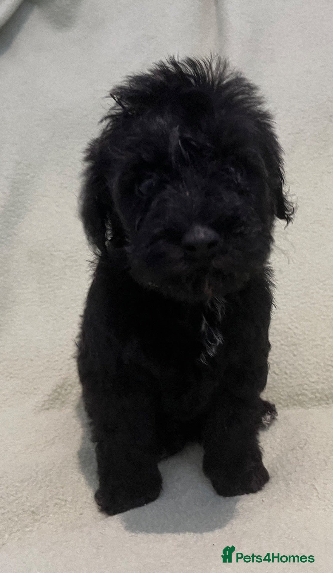 Schnoodle dogs Schnoodle pups for sale. Ready 11th October.  - Advert 2
