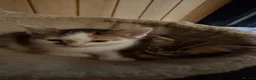Mixed Breed cats for sale: 4 boy kittens looking for their loving home  - Advert 4
