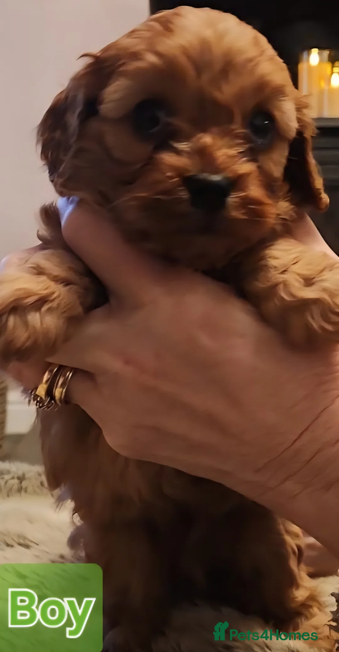 Cavapoo dogs for sale: Cavapoo puppies  - Advert 7