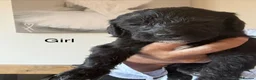 Sheepadoodle dogs for sale: Stunning Sheepadoodle puppies  - Advert 14