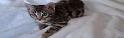 Bengal cats for sale: Stunning Bengal kitten  - Advert 8