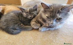 Mixed Breed cats for sale: Gorgeous kittens ready for forever homes - Image 12