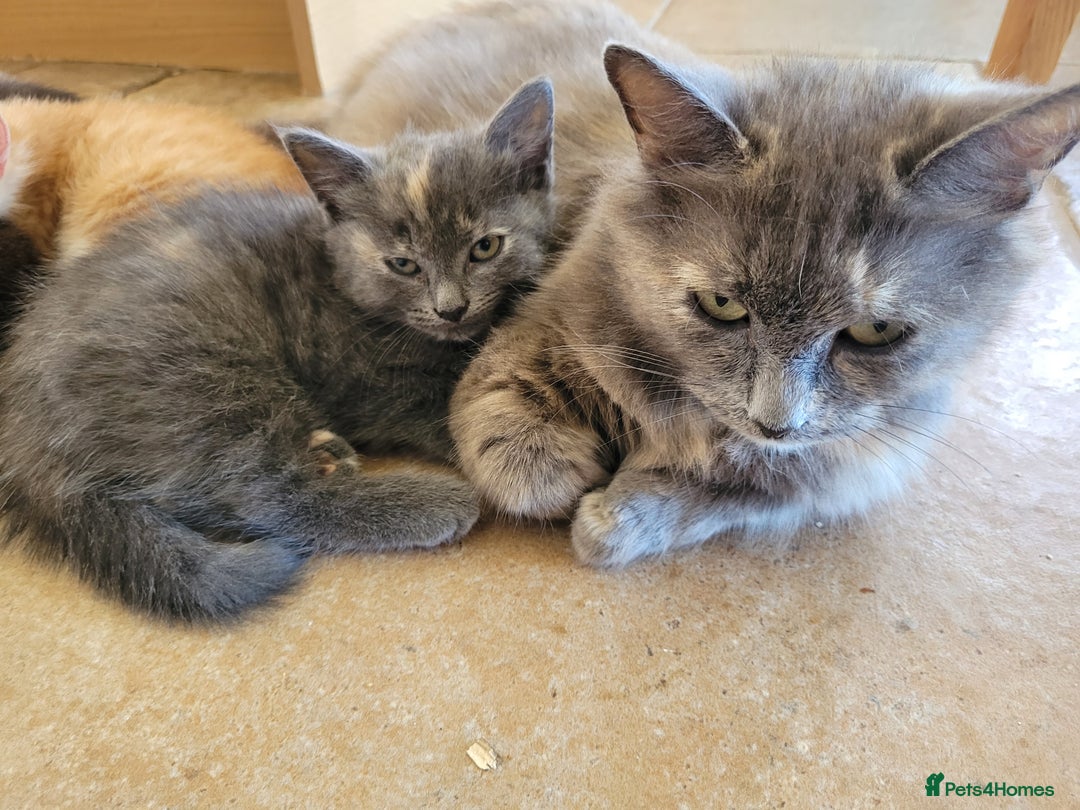 Mixed Breed cats for sale: Gorgeous kittens ready for forever homes - Image 12