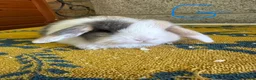 Mini Lop rabbits for sale: Mini Lop Rabbits For Sale  - Advert 20