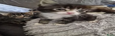 Mixed Breed Kitten 1